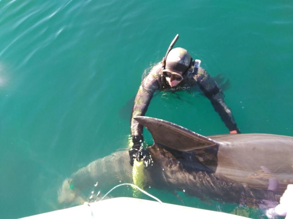 Delfin in der Bucht von Palma aus Fischernetz gerettet