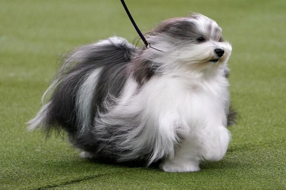 El Westminster Kennel Club, un dels shows de gossos de raça més importants del món