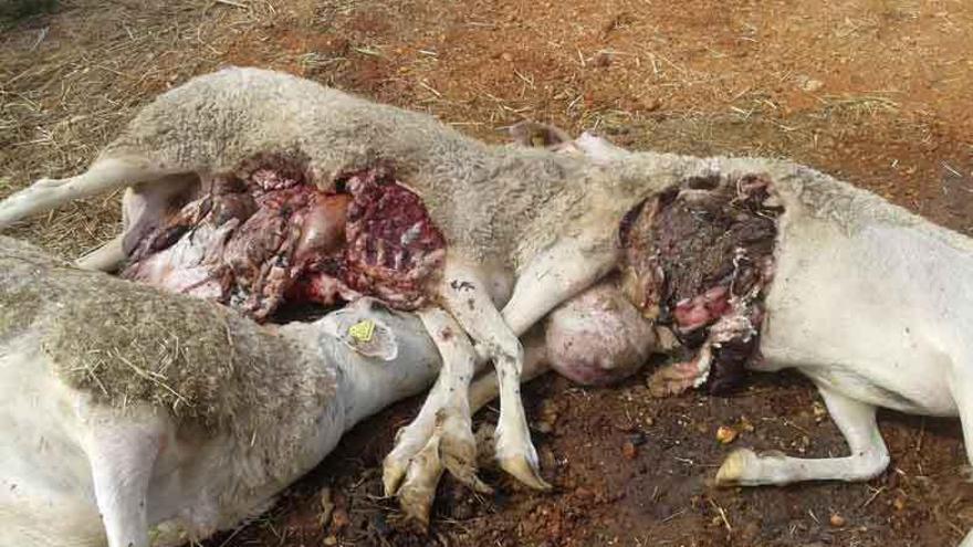 Las tres últimas ovejas muertas ayer por el ataque de lobo.