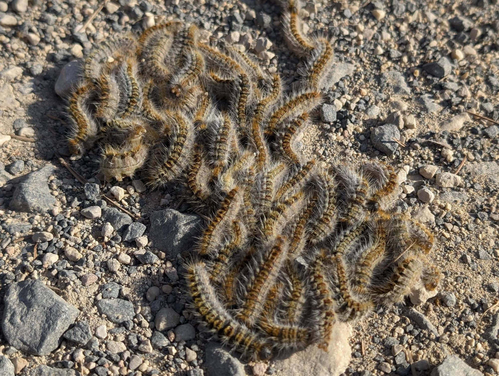La procesionaria, una plaga que se expande en las zonas naturales