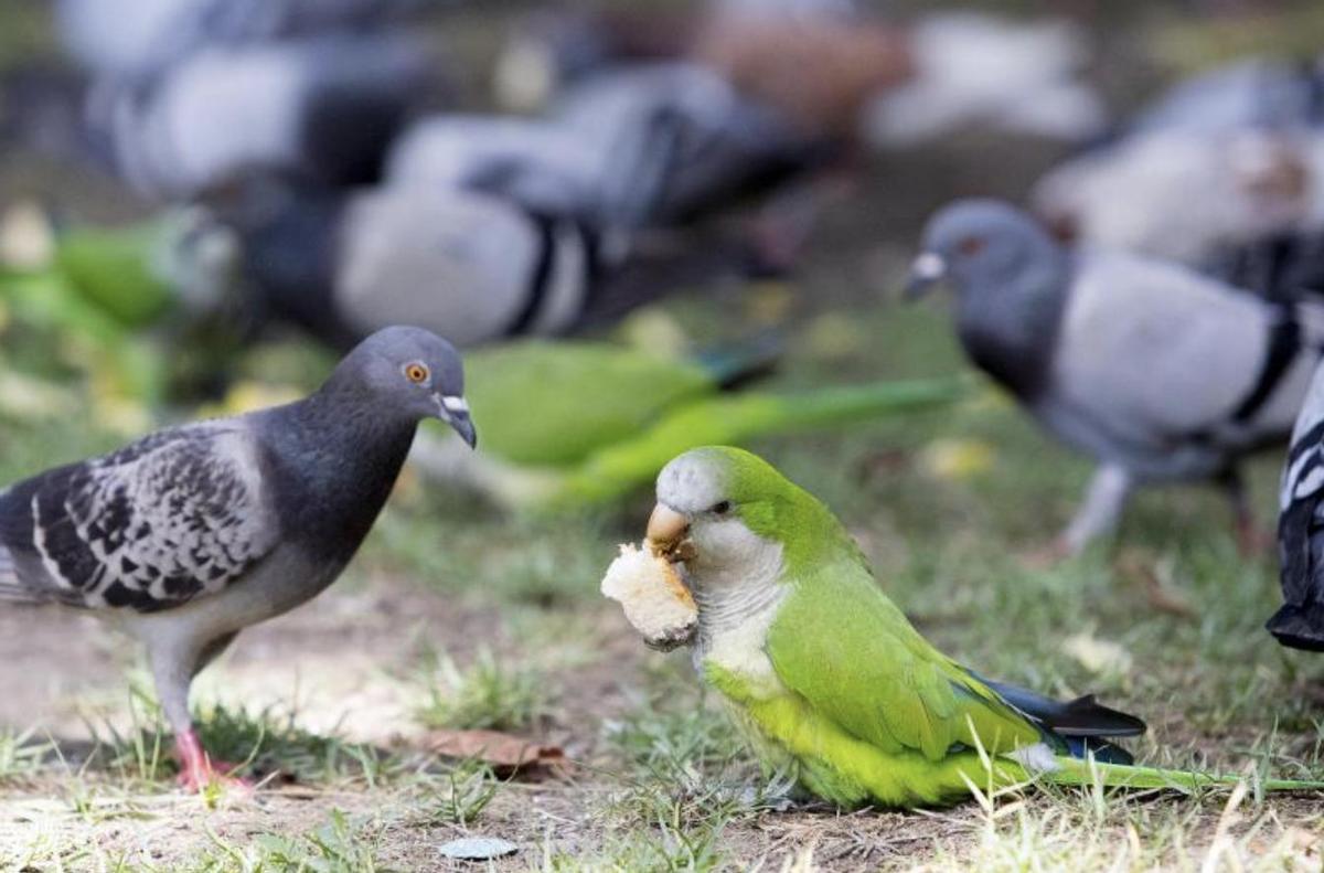 Una cortorra come pan en el suelo entre palomas, una escena imposible no hace tanto.