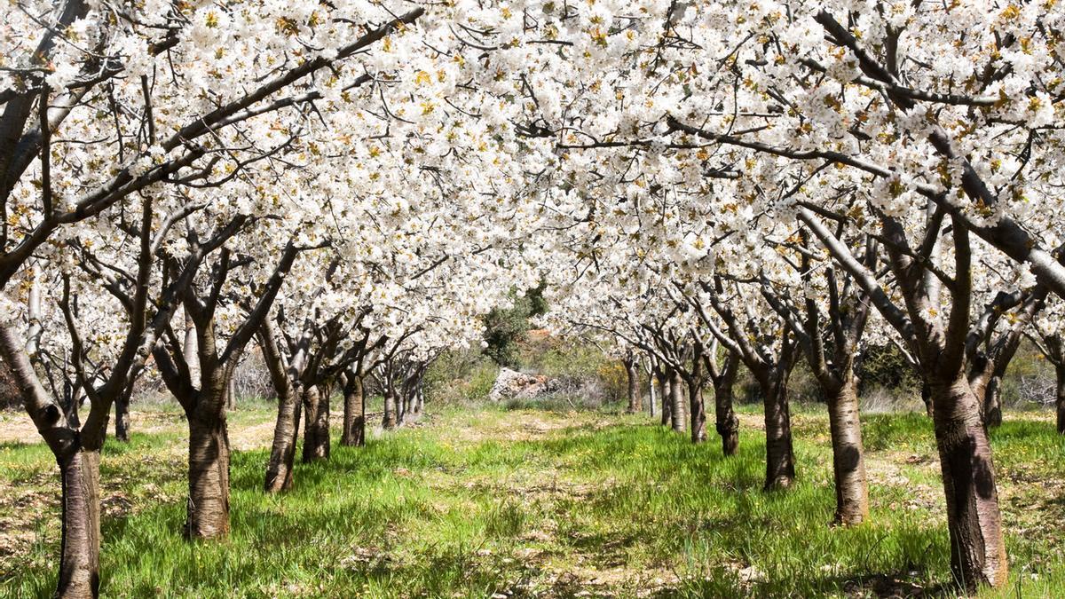 Empieza la floración de los cerezos del Valle del Jerte: el espectáculo más bonito del año