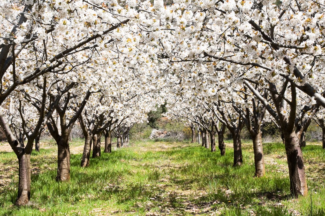 Como cada año, los cerezos florecen en el Valle del Jerte durante unos 10 días.