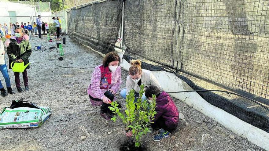 Plantación de madroños en el CEIP Cervantes.