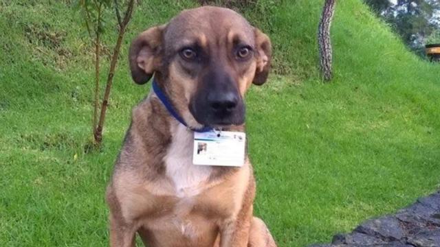 Perro policía