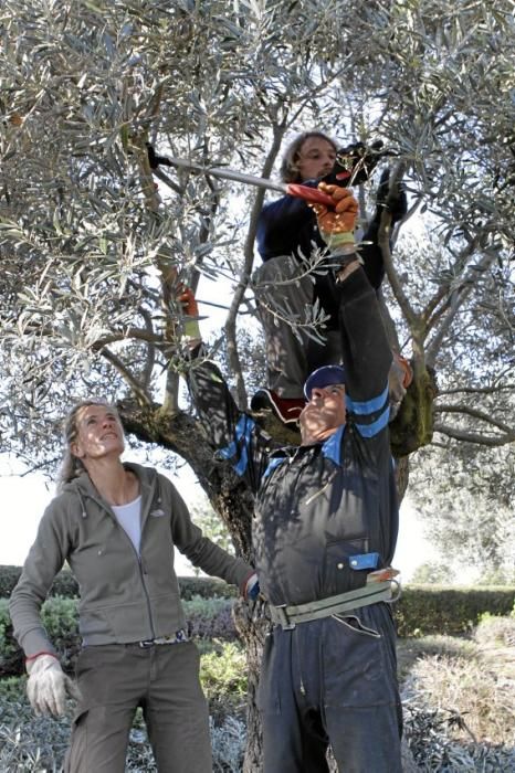 Gartenarchitektin Andi Lechte und Baumexperte Ramón Galmés: Im Februar ist ein Schnitt der "olivos" angesagt. Dies beugt Krankheiten und Schädlingsbefall vor, fördert die Fruchtbildung und erleichtert obendrein die Ernte.