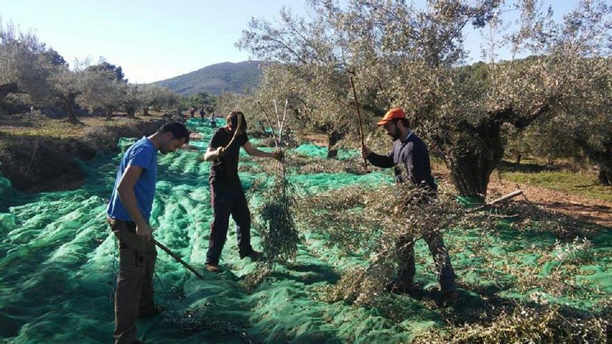 El campo malagueño celebra la congelación para los próximos cinco años de los aranceles de Estados Unidos