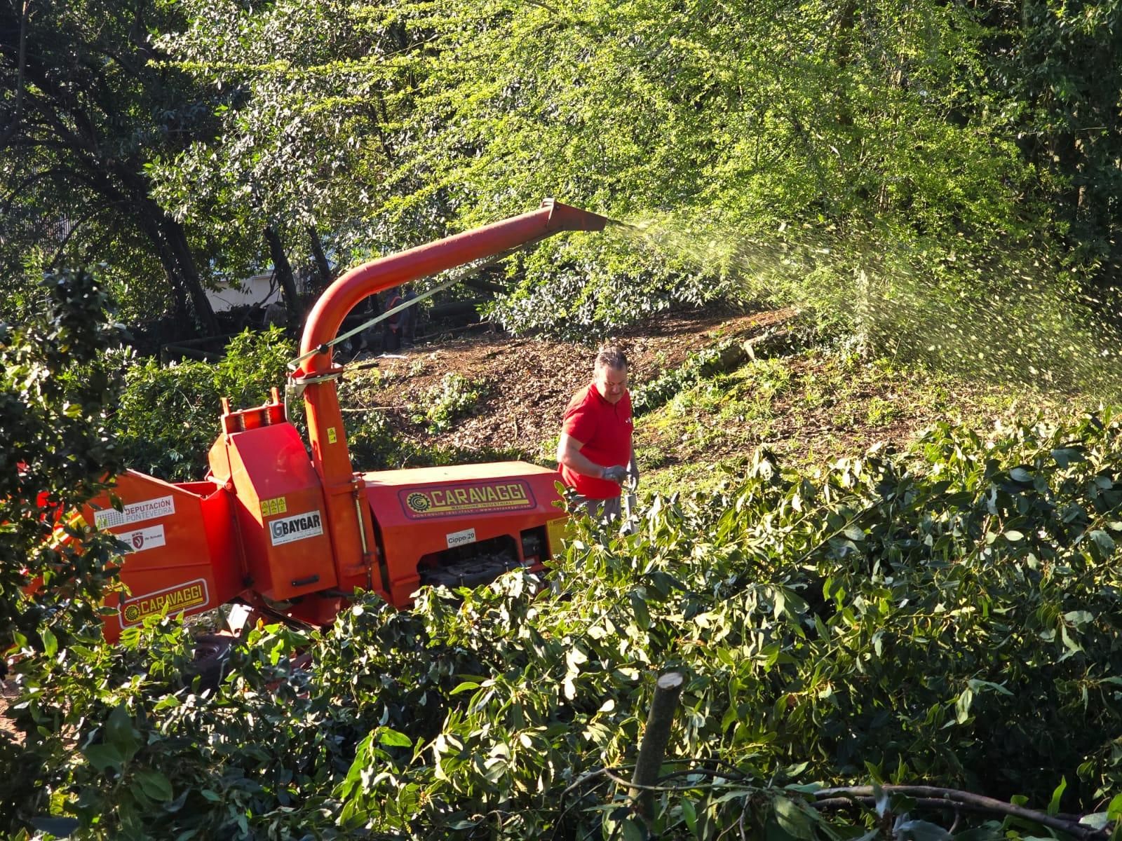 Los operarios municipales retomaron la tala de seguridad en el Parque Botánico Enrique Valdés Bermejo.