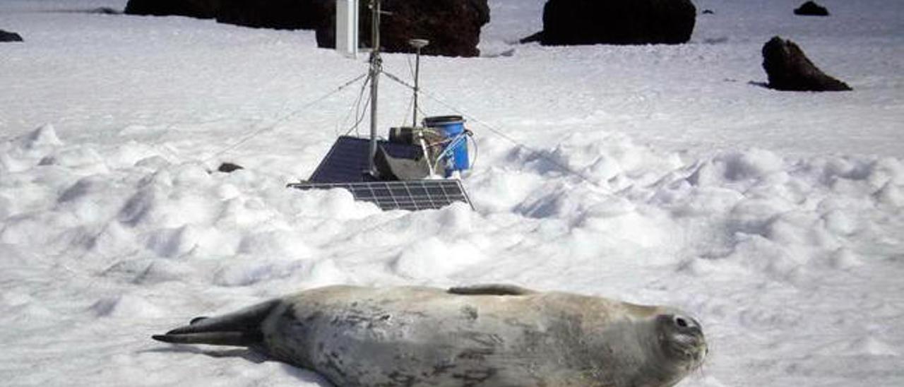 Una foca al lado de equipos de comunicaciones del Ejército de Tierra en el Ártico. // E.T.