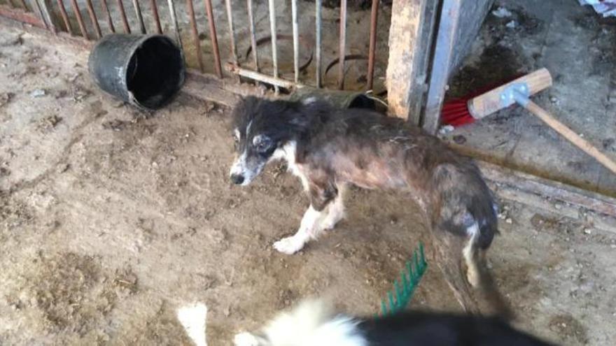 Infierno canino: perros con sarna, sin agua y comiéndose entre ellos