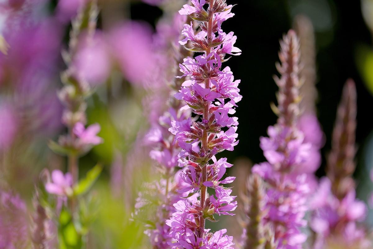 La planta aromática más utilizada para hacer perfumes: así hay que cuidarla.
