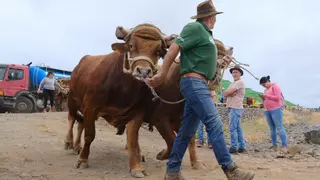 La feria tira del ganado en Gáldar