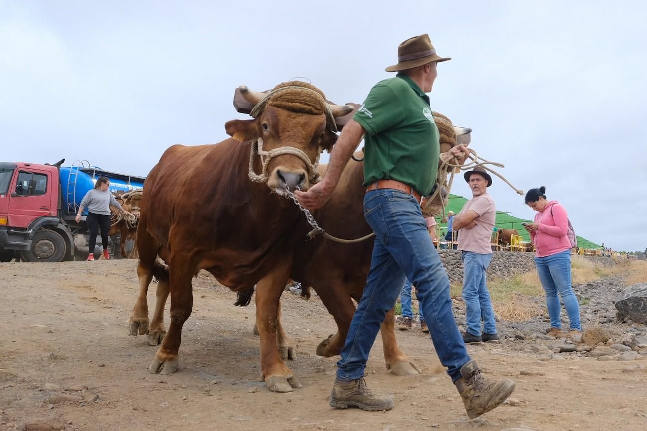 Feria de Ganado de Gáldar