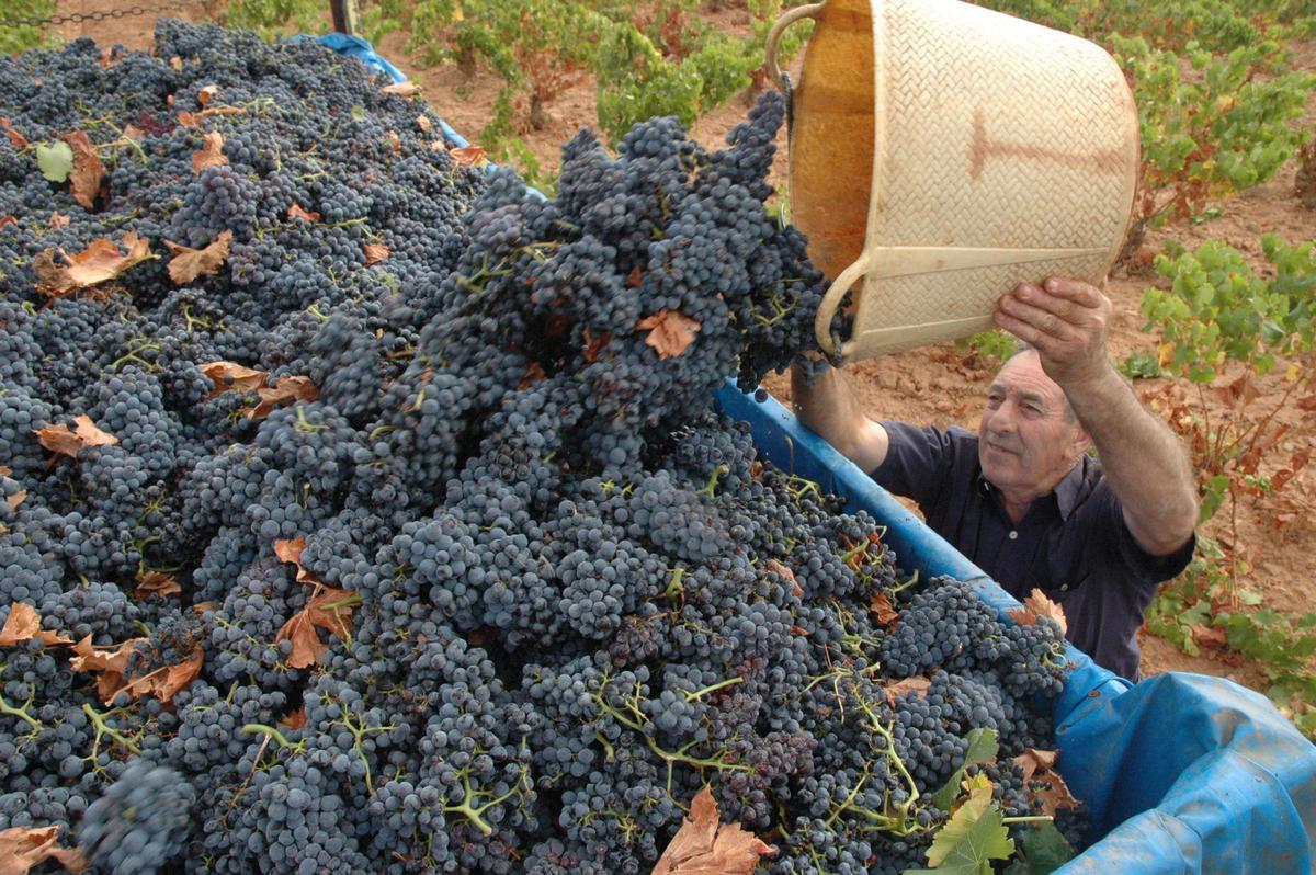 La garnacha y la cariñena son las variedades predominantes en la DO Cariñena.