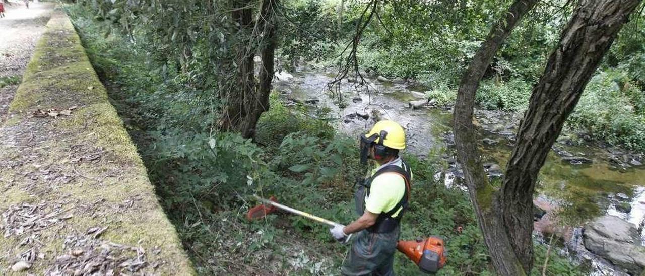 Un miembro de la cuadrilla forestal de la CHMS en las tareas de limpieza en el río Barbaña. // Jesús Regal