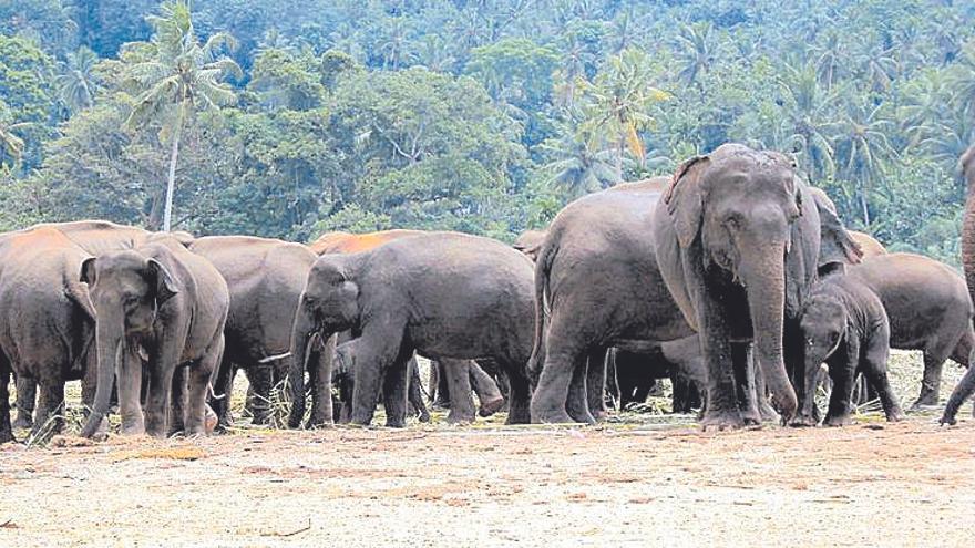Nuevo hospital para elefantes