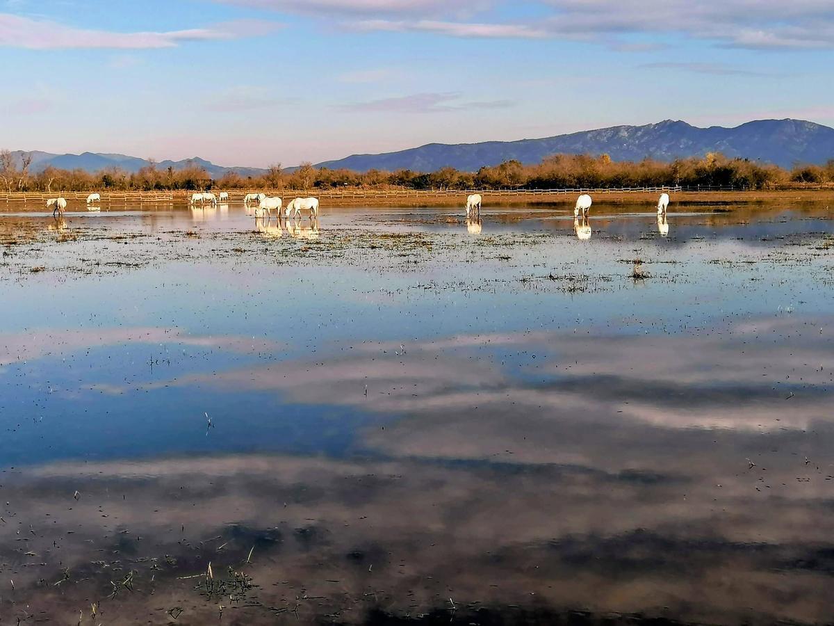 La situación tiene efectos en cascada, porque la ausencia de insectos afecta también a las aves