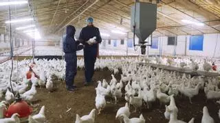 25 gallinas por cada aragonés: el sector avícola roza los 34,3 millones de aves para producir huevos y carne
