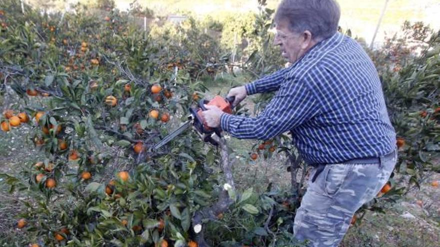 Otro agricultor tala en Alzira seis hanegadas después de 3 años sin vender la naranja