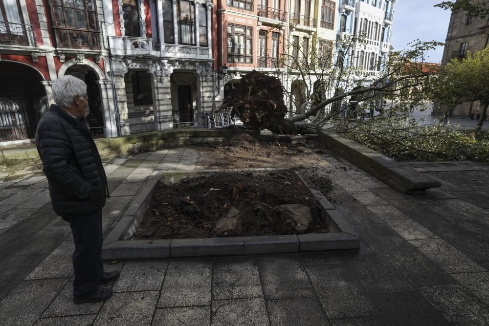 Daños del temporal en Avilés.