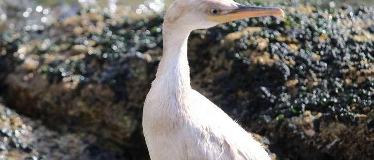 El cormorán blanco visto en Bueu // M.A.