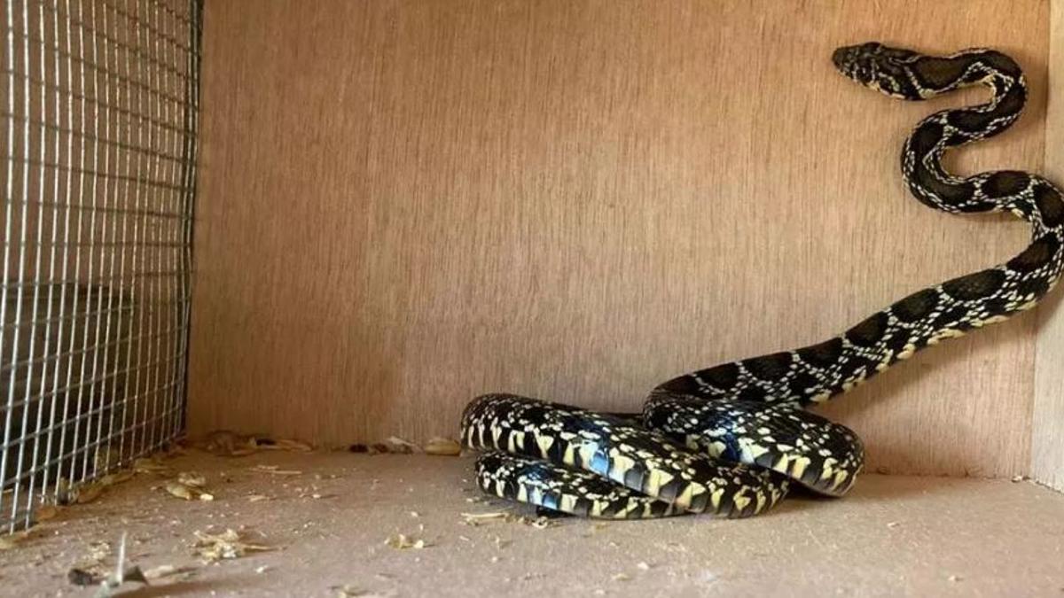 Una serpiente atrapada en una trampa