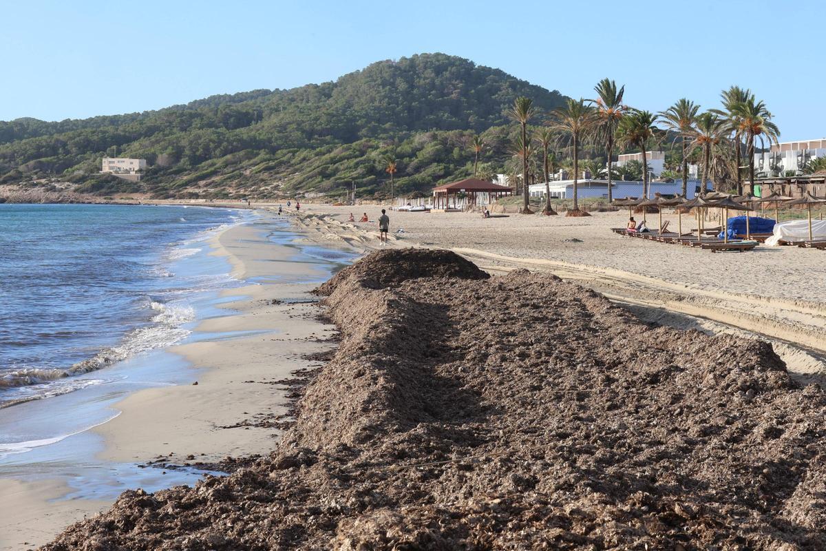Acumulación de posidonia seca en una playa de Eivissa.