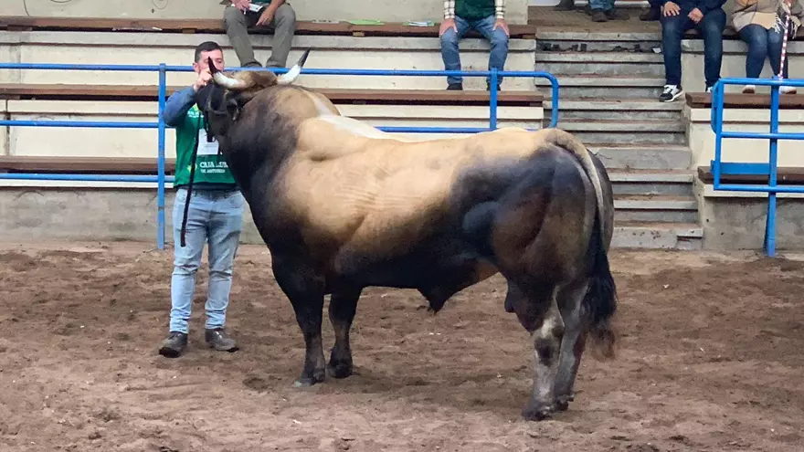 Un toro de 1.500 kilos, campeón cinco años consecutivos, y una vaca ganadora desde que era ternera, entre los mejores del Concurso nacional de asturiana de los valles