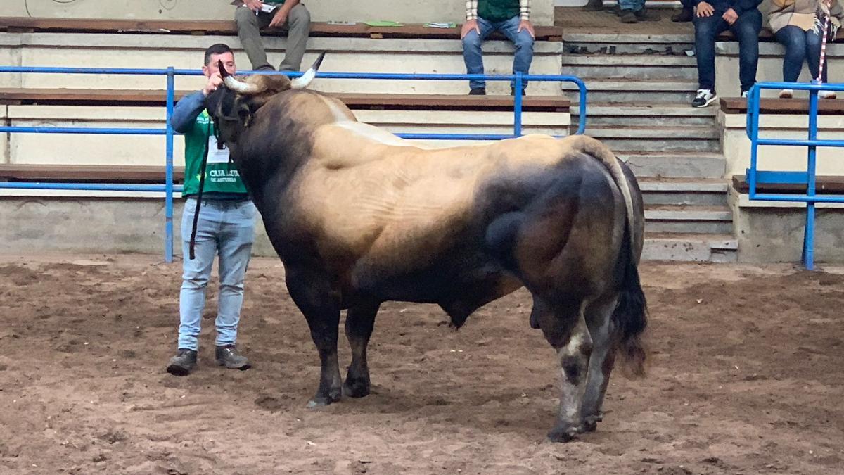 Un toro de 1.500 kilos, campeón cinco años consecutivos, y una vaca ganadora desde que era ternera, entre los mejores del Concurso nacional de asturiana de los valles