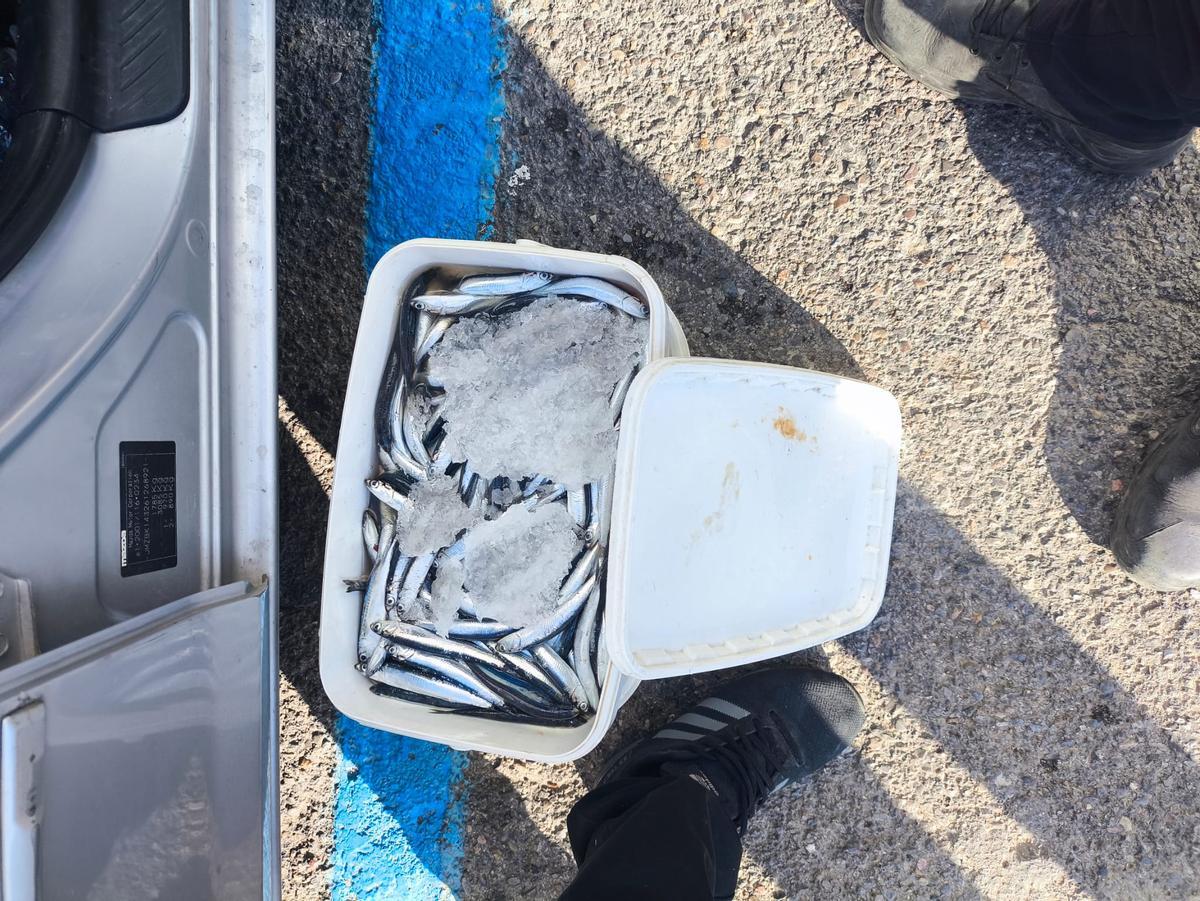 Peix intervingut al Port de l'Escala aquest 21 d'agost.