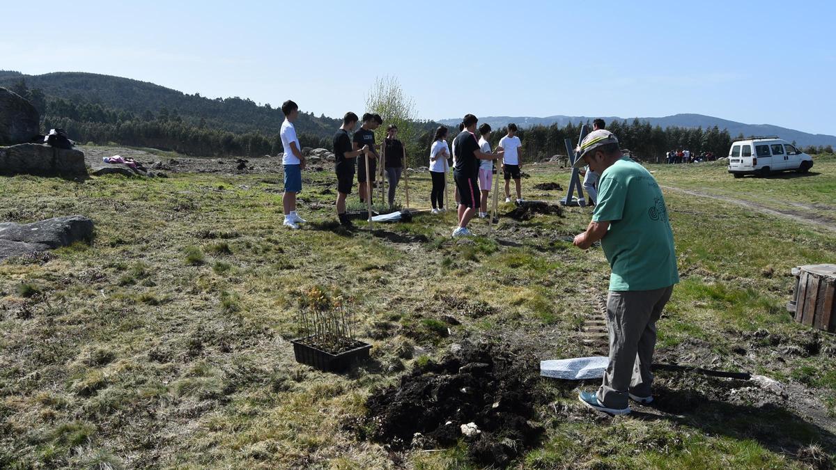 Escolares plantan un centenar de árboles en los montes de Amoedo