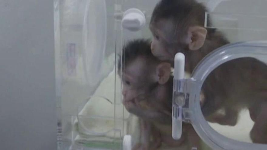 China anuncia la primera clonación de primates