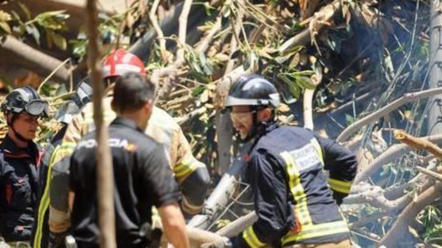 ¿Qué hacemos con el ficus?