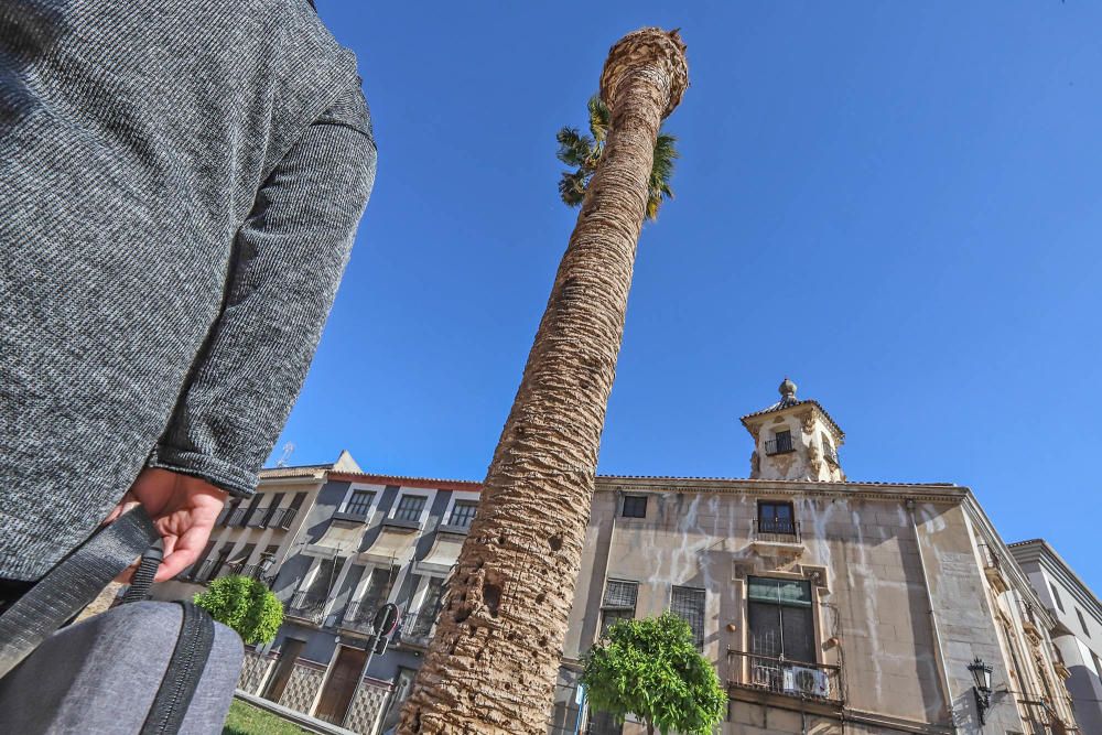 El área de Infraestructuras del Ayuntamiento de Orihuela retira desde hoy 23 troncos y tocones de las palmeras de la plaza de Santa Lucía. Un auténtico "monumento al picudo" en los últimos meses. Toda