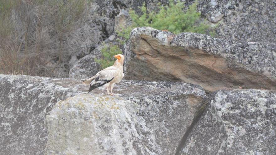 Alimoche en una repisa de Arribes