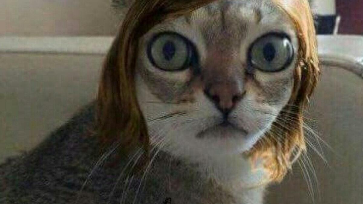 Gato que se parece a Emma Stone