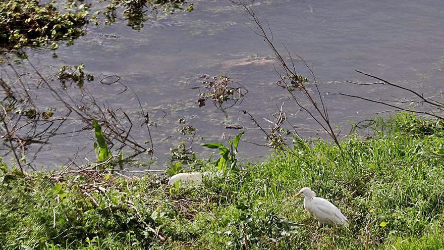 Garzas en el lecho del nuevo cauce del Turia. | MAO