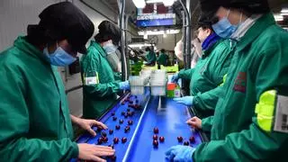 Las cooperativas del Jerte contratan a 79 mujeres de Marruecos para paliar la falta de personal en la campaña