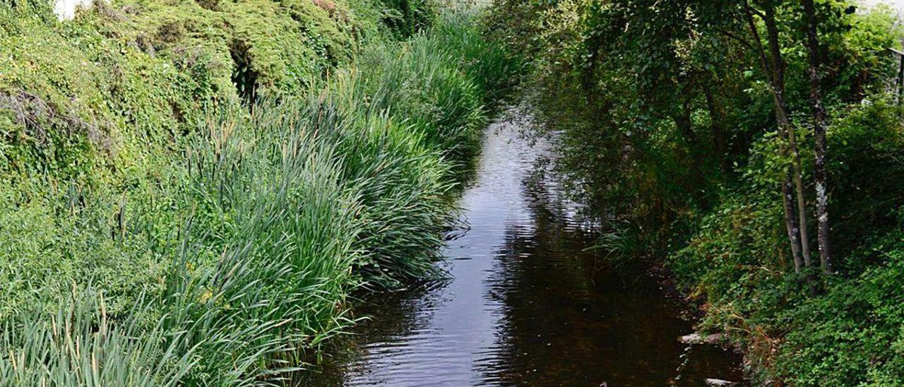 Abajo, aguas del Barbaña a su paso por Ourense. Arriba, parte de los peces recogidos.