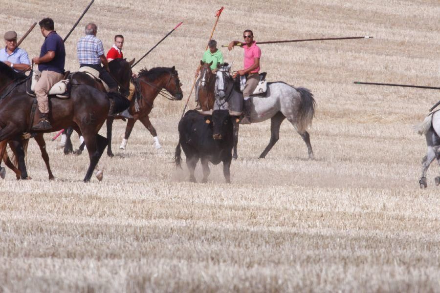 Fiestas en Zamora: Encierro campero en VIllaescusa