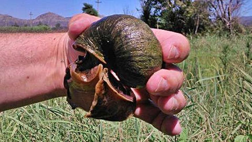 Imatge d&#039;arxiu de l&#039;aparició del cargol poma a l&#039;Empordà.