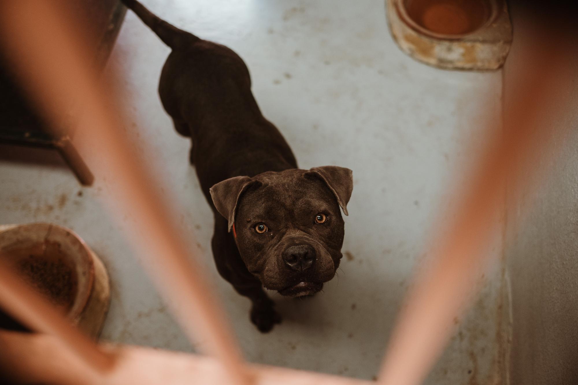 Abandono de perros y gatos en Mallorca: faltan voluntarios en Son Reus