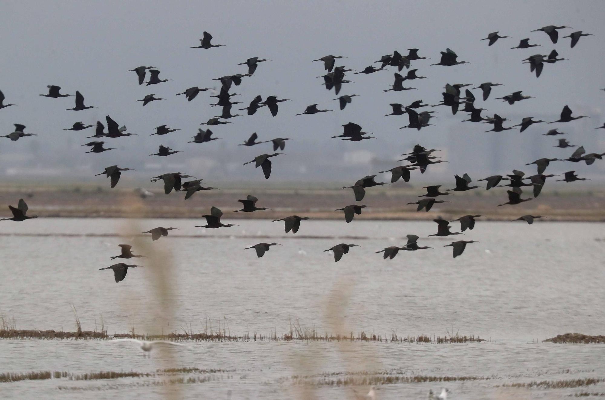 L'Albufera a rebosar de flamencos