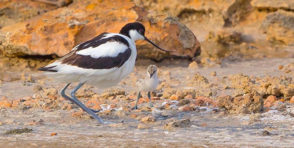 La recuperación de las salinas en Formentera