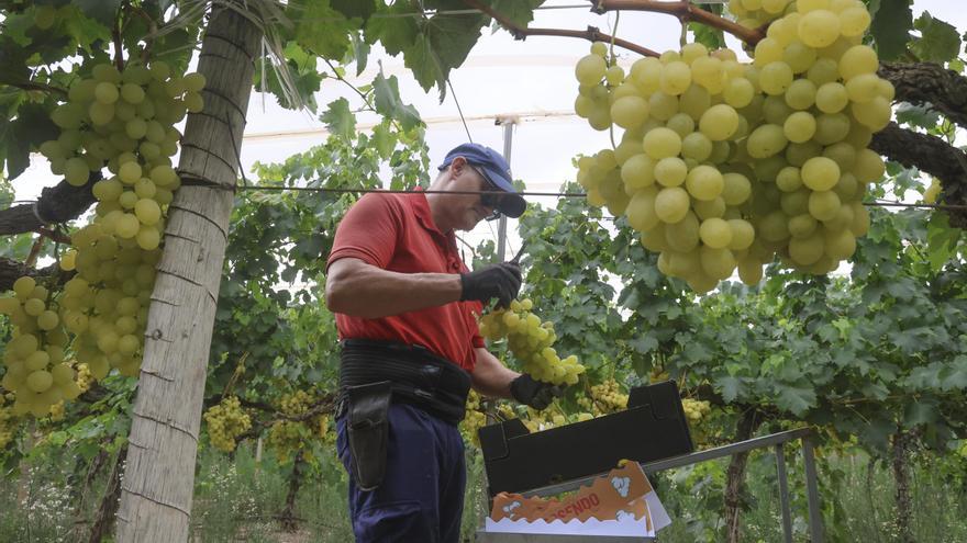 Los productores de uva de mesa del Vinalopó se quejan de una reducción en las ventas de un 30 %
