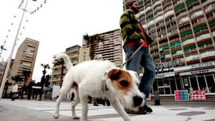 El gobierno local quiere obligar a los dueños de perros a limpiar el pis de sus canes de la vía pública.