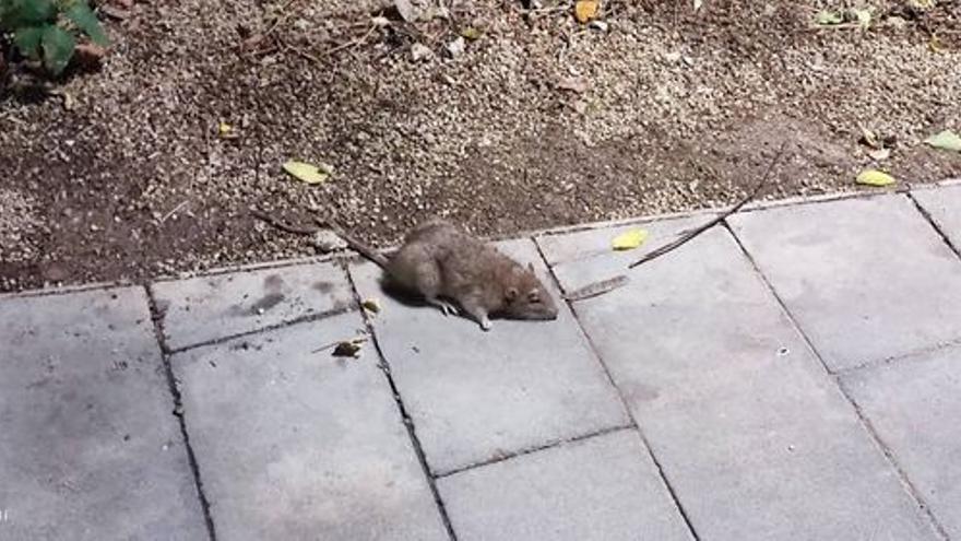 Una de las ratas vistas en las inmediaciones del centro de Alicante