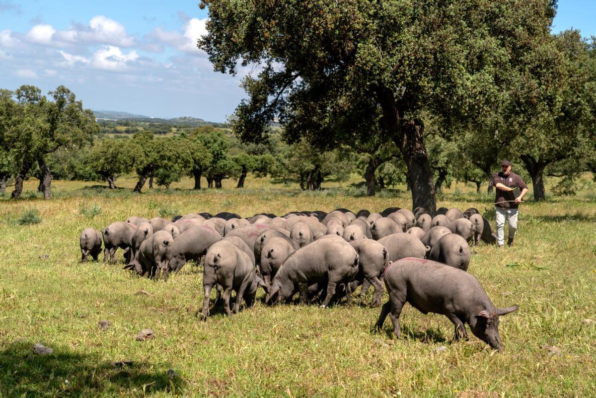 Cerdos ibéricos en Salvatierra de Barros.