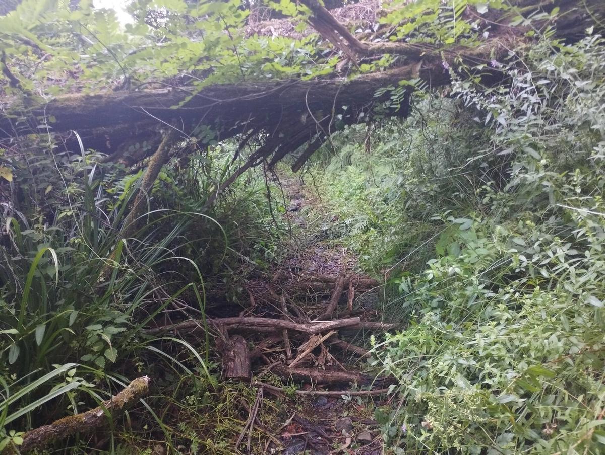 Zona boscosa de Redondela, en la parroquia de Negros, donde apareció el cuerpo de María Pereira este domingo