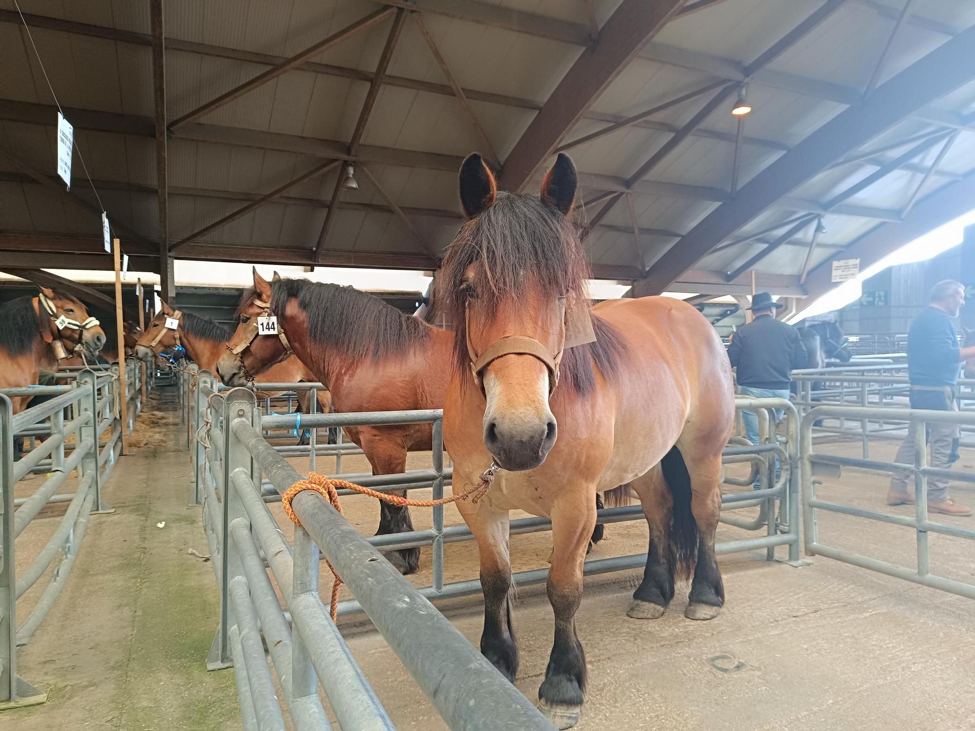 El X Concurso Equino de Pola de Siero, en imágenes